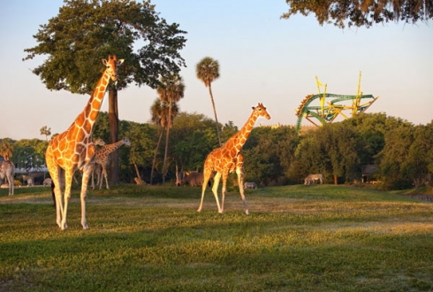 Cheetah Hunt from a distance