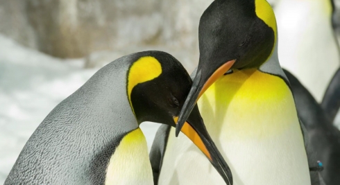 King Penguins at Antarctica: Empire of the Penguin