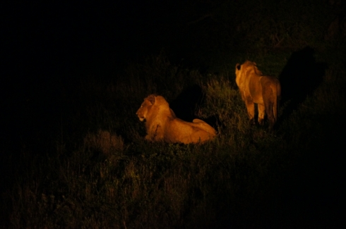 Lions at night