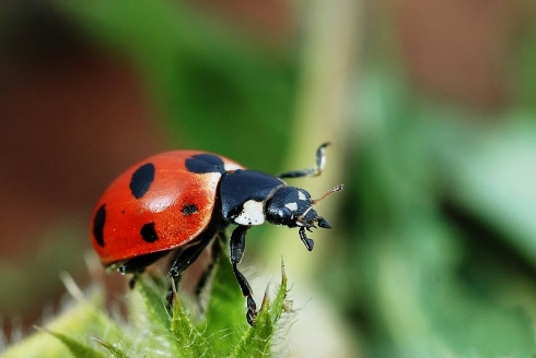 Ladybug