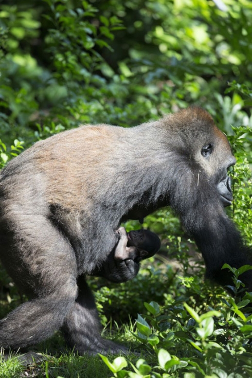 Animal Kingdom Gorilla (1)