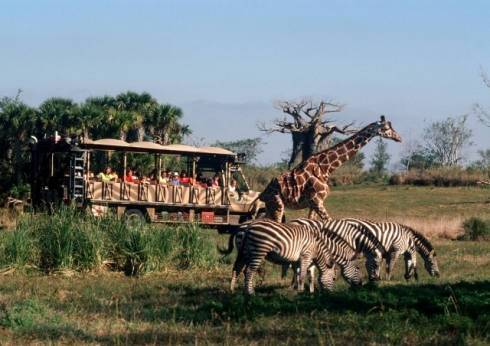 Kilimanjaro Safaris