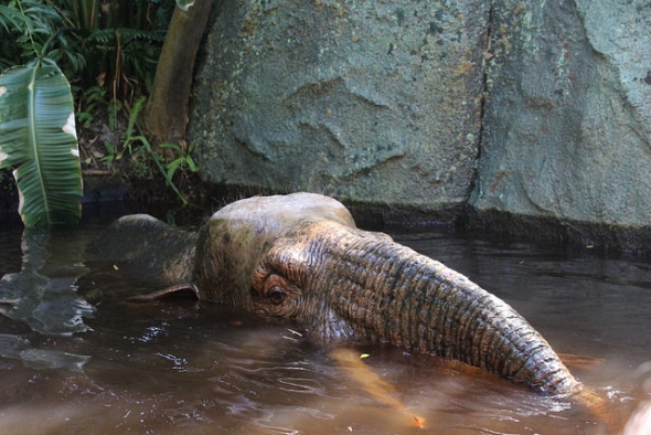 Jungle Cruise waters a dyed a murky brown