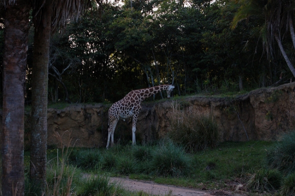 Kilimanjaro Safari