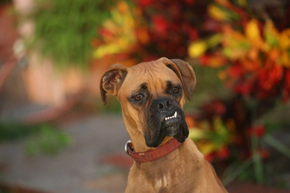 Perplexed Boxer with an Underbite