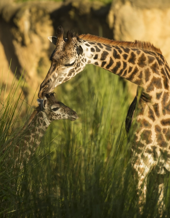 Baby giraffe and mama