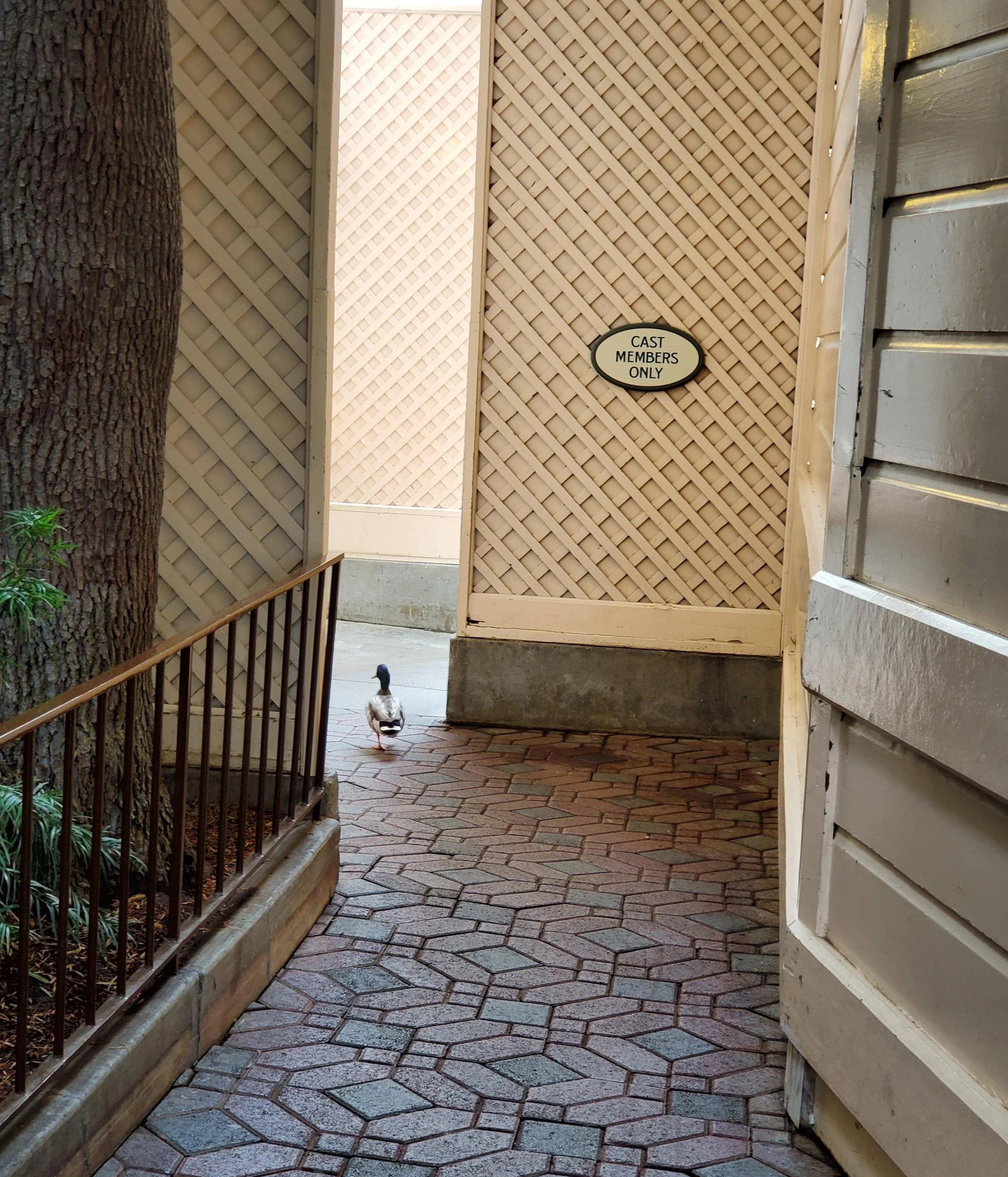 A duck walking into a Cast Members Only area. What a daredevil!